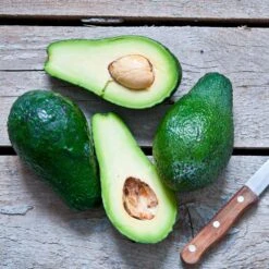 Condo™ Avocado Tree -Evergreen Store Day Condo Avocado 5 FGT