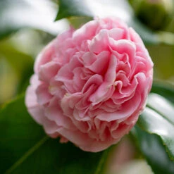 Debutante Camellia -Evergreen Store Debutante Camellia 3 FGT