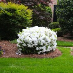 Delaware Valley White Azalea -Evergreen Store Delaware Valley Azalea FGT 2