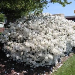 Delaware Valley White Azalea -Evergreen Store Delaware Valley Azalea FGT 3