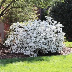 Delaware Valley White Azalea -Evergreen Store Delaware Valley Azalea FGT 4