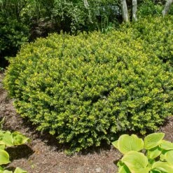 Dense Spreading Yew -Evergreen Store Dense spreading yew 1