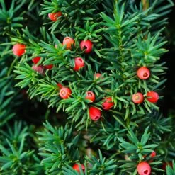 Dense Spreading Yew -Evergreen Store Dense spreading yew 3 FGT