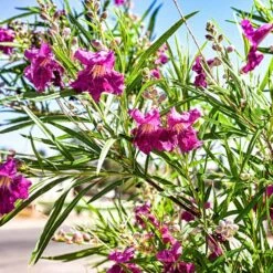 Bubba Jones Desert Willow -Evergreen Store Desert WIllow Bubba Jones 1