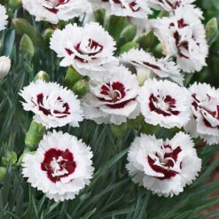Scent First® Coconut Surprise Dianthus Plant -Evergreen Store Dianthus Coconut Sundae 2