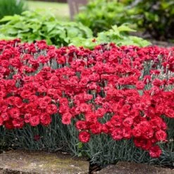 Fruit Punch® ‘Maraschino’ Dianthus -Evergreen Store Dianthus Fruit Punch 2