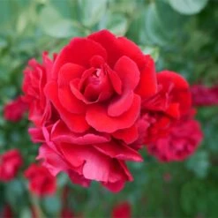 Don Juan Climbing Rose -Evergreen Store Don Juan 1 FGT