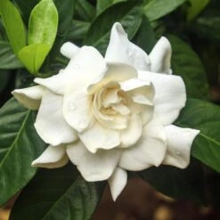Double Blooming Gardenia Tree -Evergreen Store Double Blooming Gardenia 3 FGT