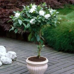 Double Blooming Gardenia Tree -Evergreen Store Double Blooming Gardenia 6 FGT