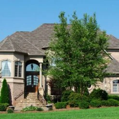 Dura Heat® River Birch -Evergreen Store Dura Heat River Birch 1