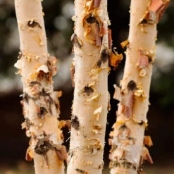 Dura Heat® River Birch -Evergreen Store Dura Heat River Birch 4