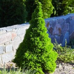 Dwarf Alberta Spruce 7 Dwarf Alberta Spruce -Evergreen Store Dwarf ALberta ALberta Spruce 3 FGT