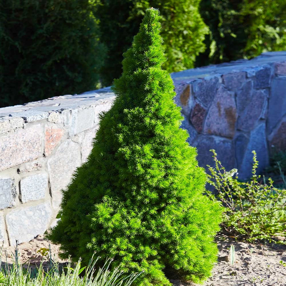 Dwarf Alberta Spruce 3 Dwarf Alberta Spruce - Image 3