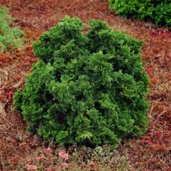 Dwarf Hinoki Cypress Shrub 8 Dwarf Hinoki Cypress Shrub -Evergreen Store Dwarf Hinoki Cypress 1