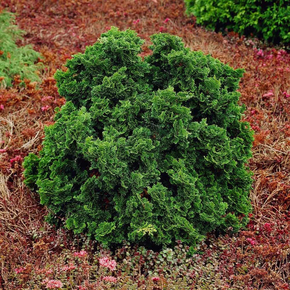 Dwarf Hinoki Cypress Shrub 4 Dwarf Hinoki Cypress Shrub - Image 4
