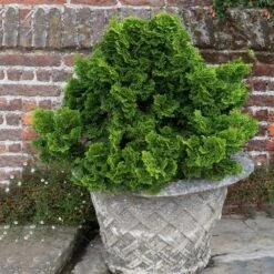 Dwarf Hinoki Cypress Shrub 9 Dwarf Hinoki Cypress Shrub -Evergreen Store Dwarf Hinoki Cypress 2