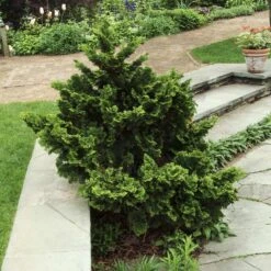 Dwarf Hinoki Cypress Shrub 7 Dwarf Hinoki Cypress Shrub -Evergreen Store Dwarf Hinoki Cypress 3