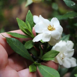 Dwarf Radicans Gardenia -Evergreen Store Dwarf Radicans Gardenia 6