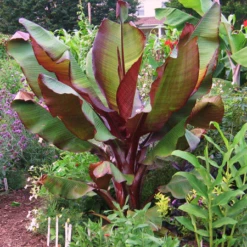 Evergreen Store -Evergreen Store Dwarf Red Banana Plant 450 01