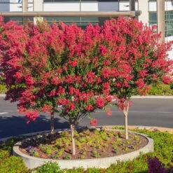 Dynamite Crape Myrtle -Evergreen Store Dynamite Crape Myrtle single trunk