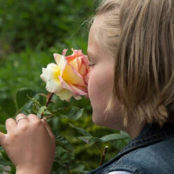 Euphoria® Rose Shrub -Evergreen Store EUphoria Rose Tree 1