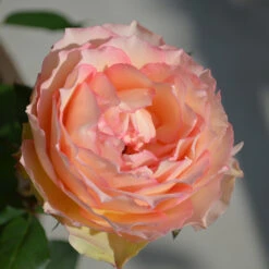 Euphoria® Rose Shrub -Evergreen Store EUphoria Rose Tree 2