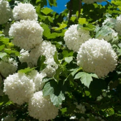 Eastern Snowball Bush 5 Eastern Snowball Bush -Evergreen Store Eastern Snowball 3 FGT
