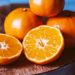 EasyPeel Clementine Tree 6 EasyPeel Clementine Tree -Evergreen Store Easy Peel Clementine 4 FGT