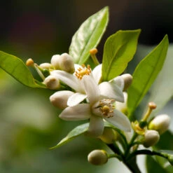 EasyPeel Clementine Tree 7 EasyPeel Clementine Tree -Evergreen Store Easy Peel Clementine 5