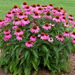 PowWow® Wild Berry Coneflower (Echinacea) 5 PowWow® Wild Berry Coneflower (Echinacea) -Evergreen Store Echinacea Pow Wow Wildberry 1