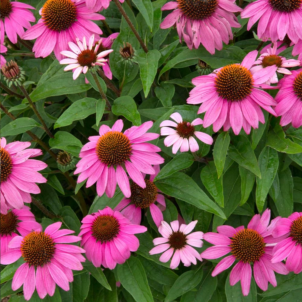 PowWow® Wild Berry Coneflower (Echinacea) 2 PowWow® Wild Berry Coneflower (Echinacea) - Image 2
