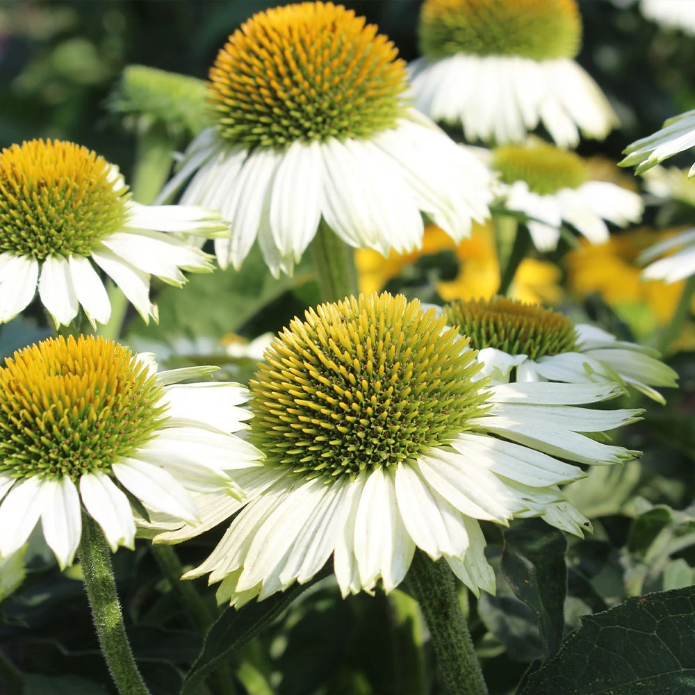 PowWow® White Coneflower (Echinacea) 2 PowWow® White Coneflower (Echinacea) - Image 2