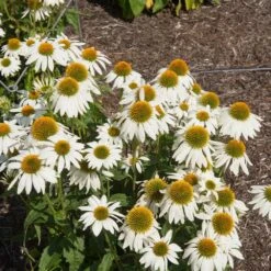 PowWow® White Coneflower (Echinacea) 5 PowWow® White Coneflower (Echinacea) -Evergreen Store Echinacea PowWow WHite 2