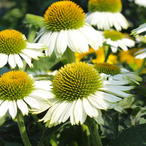 PowWow® White Coneflower (Echinacea) 1 PowWow® White Coneflower (Echinacea)