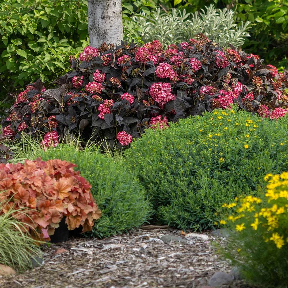 Eclipse® Bigleaf Hydrangea 5 Eclipse® Bigleaf Hydrangea - Image 5