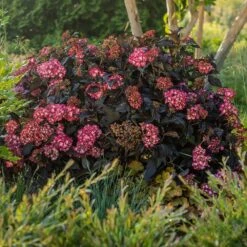 Eclipse® Bigleaf Hydrangea 13 Eclipse® Bigleaf Hydrangea -Evergreen Store Eclipse Mophead 5