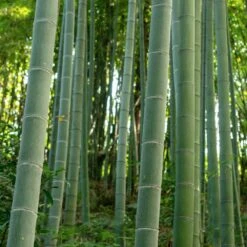 Edible Bamboo Plant -Evergreen Store Edible Bamboo 6