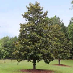 Edith Bogue Magnolia -Evergreen Store Edith Bogue magnolia 1