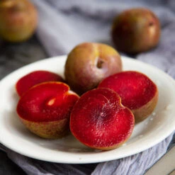 Elephant Heart Plum Tree -Evergreen Store Elephant Heart Plum 1