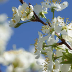 Elephant Heart Plum Tree -Evergreen Store Elephant Heart Plum 2