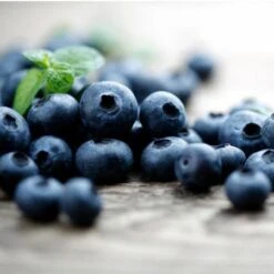 Elliot Blueberry Bush 7 Elliot Blueberry Bush -Evergreen Store Elliot Blueberry 450 D2