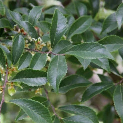 Emerald Flair Elm Tree -Evergreen Store Emerald Flair 2