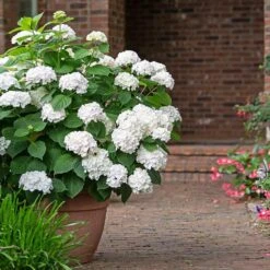 Endless Summer® Blushing Bride Bigleaf Hydrangea Shrub -Evergreen Store Endless Summer Blushing Bride 3 FGT