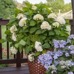 Endless Summer® Blushing Bride Bigleaf Hydrangea Shrub -Evergreen Store Endless Summer Blushing Bride 5