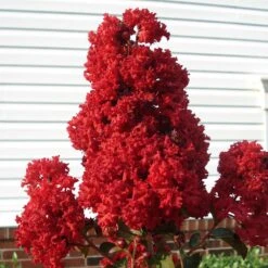 Enduring Summer Crape Myrtle -Evergreen Store Enduring Summer Crape Myrtle 2