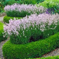 English Boxwood Shrub -Evergreen Store English Boxwood 4