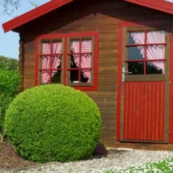 English Boxwood Shrub -Evergreen Store English Boxwood 6 FGT