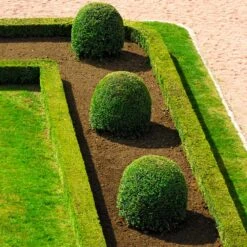 English Boxwood Shrub -Evergreen Store English Boxwood 7