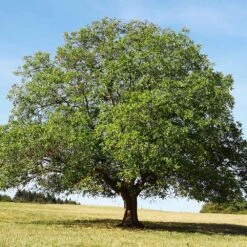 English Walnut Tree 7 English Walnut Tree -Evergreen Store English Carpathian Walnut 4 FGT