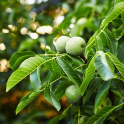 English Walnut Tree